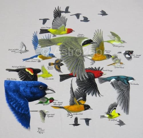 BIRD MIGRATION-Robin Goldfinch Swallow Hummingbird Nature Science T shirt XL,2XL